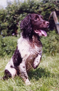 Spaniel