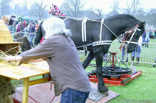 Horse Drawn Threshing