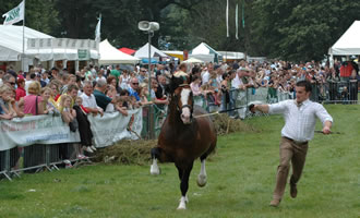 Running Horses